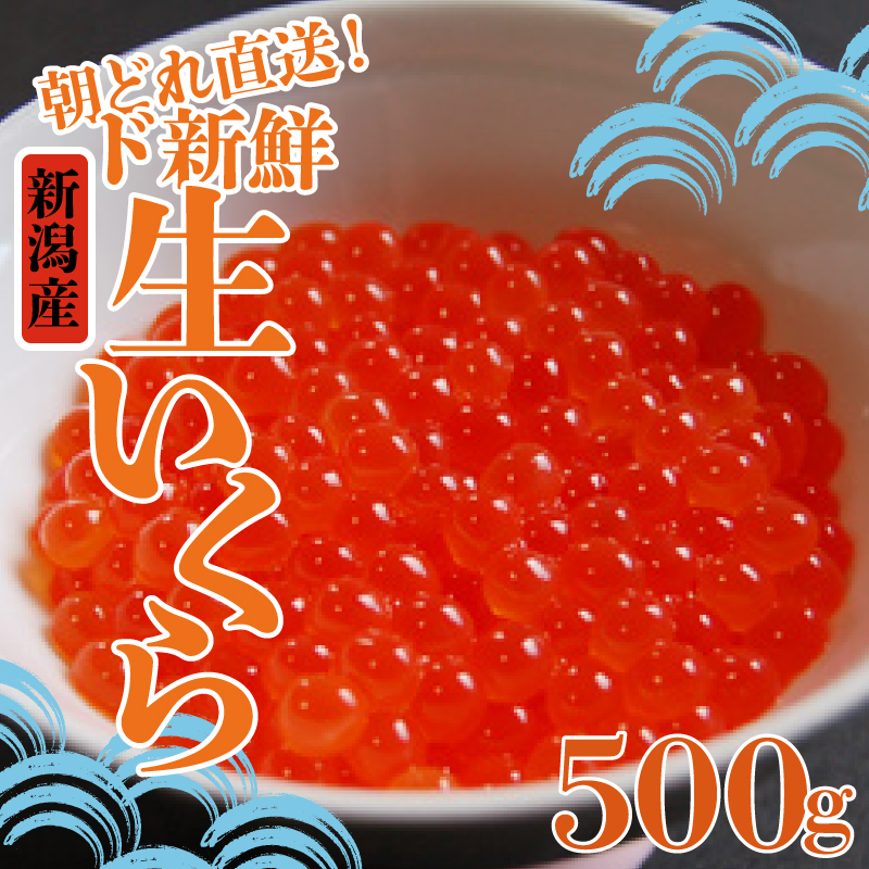 令和6年産 生イクラ 500g いくら 鮭 生いくら 海鮮 鮮魚 朝どれ 朝採れ とれたて 国産 新潟県産 お正月 おせち 年末 年始 贈答 予約　J50