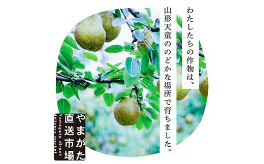 【先行受付（令和8年度発送）】食べ頃 山形特選ラ・フランス5kg FSY-2032