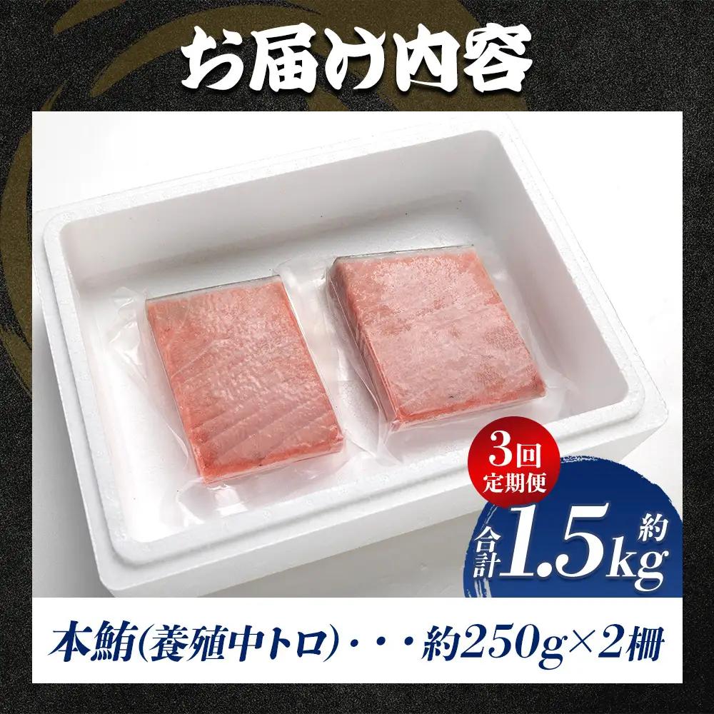 【定期便/計3回】本マグロ中トロ500g（計1.5kg）【まぐろまぐろまぐろまぐろまぐろまぐろまぐろまぐろまぐろまぐろまぐろまぐろまぐろまぐろまぐろまぐろまぐろまぐろまぐろまぐろまぐろまぐろまぐろまぐ