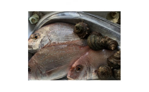 竹中水産の八幡浜発!「朝獲れデイリー鮮魚BOX」1.5kg＜C22-277＞【1298414】