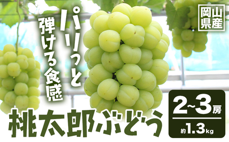 桃太郎ぶどう 約1.3kg 晴れの国 おかやま館(フルーツランド岡山)【配送不可地域あり】