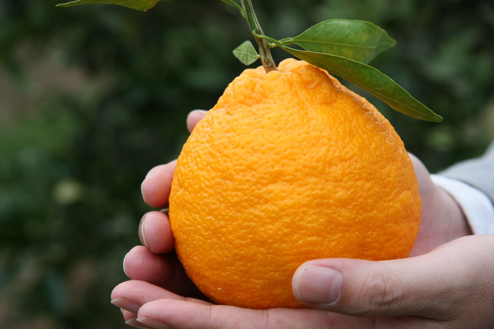 先行予約 不知火 5kg 【2025年2月上旬から4月下旬発送予定】 しらぬい 柑橘類 みかん 宇城市産 熊本県産 九州産 国産 ひかる農園