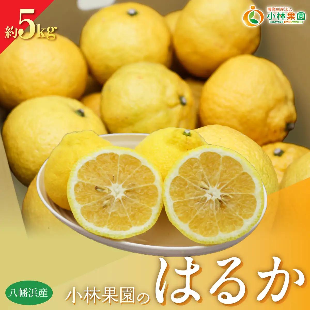 【先行受付】小林果園のはるか(約5kg)【C24-22】【1124428】 YWTAD015