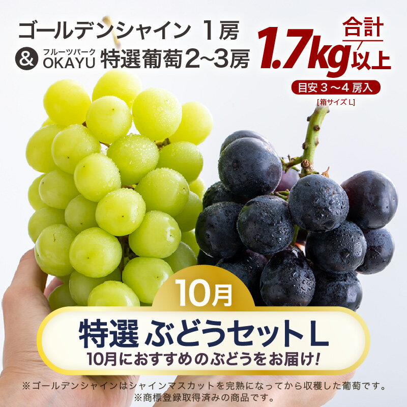 【ふるさと納税】【先行予約】10月特選 ぶどうセットL 1.7kg以上（3～4房）／ 葡萄 シャインマスカット 完熟 ゴールデン シャイン 品種 おまかせ あわら 農家おすすめ ※2025年10月より順次発送