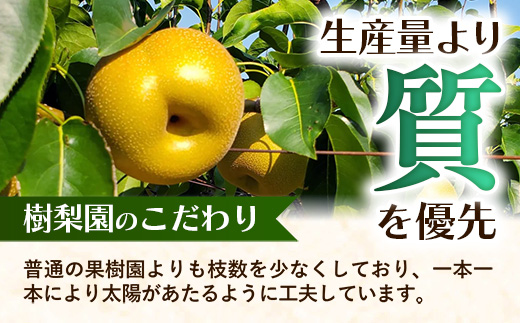 ＜品種おまかせ＞季節の梨 約5kg(10～16玉入り) 豊水 秋月 新興【梨 なし ナシ ほうすい あきづき しんこう フルーツ 果物 果実 旬 贈答 ギフト おすすめ 人気 おまかせ 福岡県 筑前町
