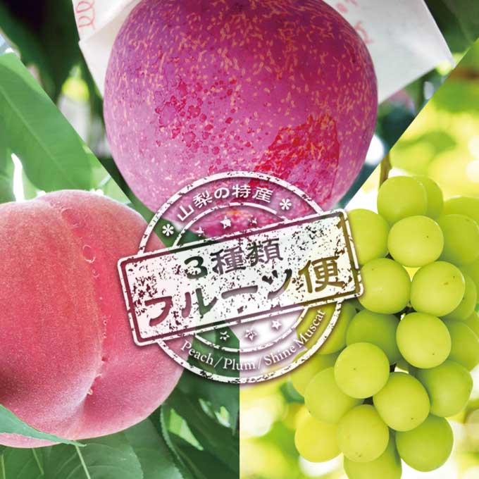 【ふるさと納税】【3回定期便】山梨の特産 3種 フルーツ 定期便 桃 約1.8kg 貴陽 約1.5kg シャインマスカット 約1.8kg [築宝 山梨県 中央市 21470735] モモ 桃 もも シャイン マスカット フルーツ すもも プラム 果物 【2025年6月下旬～10月上旬発送予定】