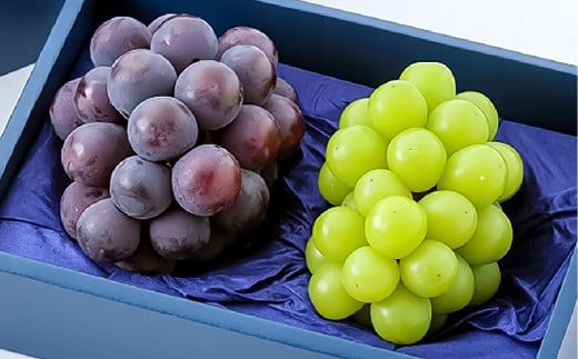 ニューピオーネ1房・シャインマスカット1房（1房500g前後）合計約1kg 2房 ぶどう 葡萄 ブドウ マスカット セット 詰め合わせ フルーツ 果物 【2026年8月下旬～10月上旬迄順次発送予定】