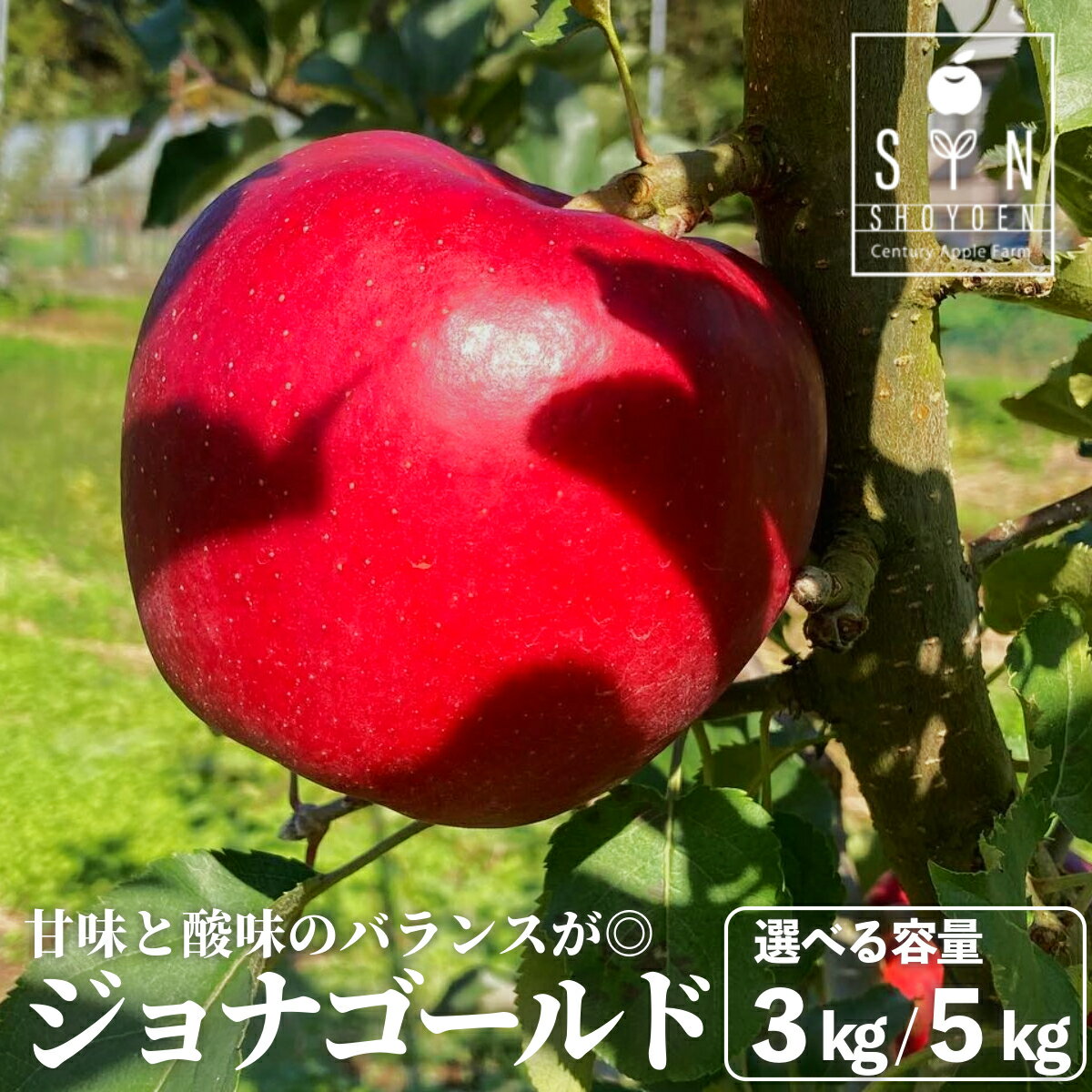 【ふるさと納税】先行予約 りんご 松陽園 樹上 完熟 ジョナゴールド 3kg 7個〜9個 5kg 12個〜18個 選べる 重量 2025年 10月中旬頃発送 林檎 リンゴ フルーツ 果物 果実 岩手県 遠野市 産 贈答 ギフト プレゼント 農家直送 産地直送 赤い 甘い
