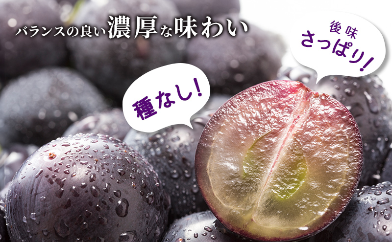 ブラックビート 2～3房 セット  ぶどう 種無し 皮ごと 兵庫県産 大粒 農家直送 果物 果物類 フルーツ デザート ブドウ 詰め合わせ 甘い 粒 糖度