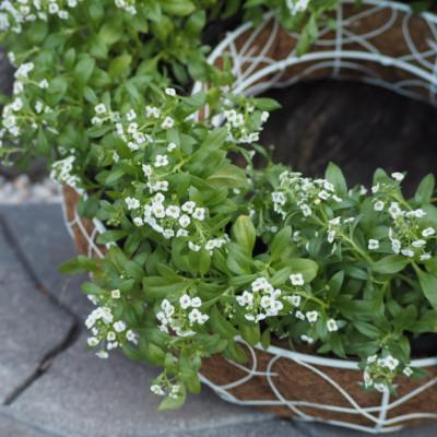 ふるさと納税 朝倉市 アリッサムのサークルハンキング(直径35cm) |  | 02