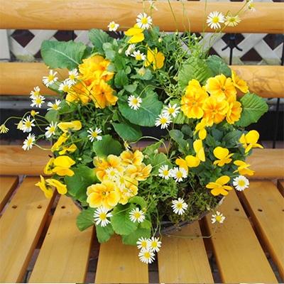 ふるさと納税 朝倉市 季節のお花サークル寄せ植え(イエロー・オレンジ系) |  | 01