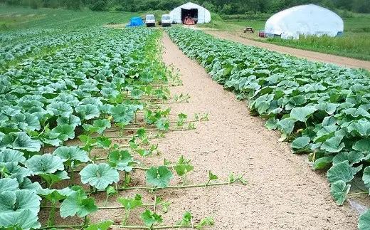 空に映る一億の金貨（ＡＢＥ　ＦＡＲＭ）