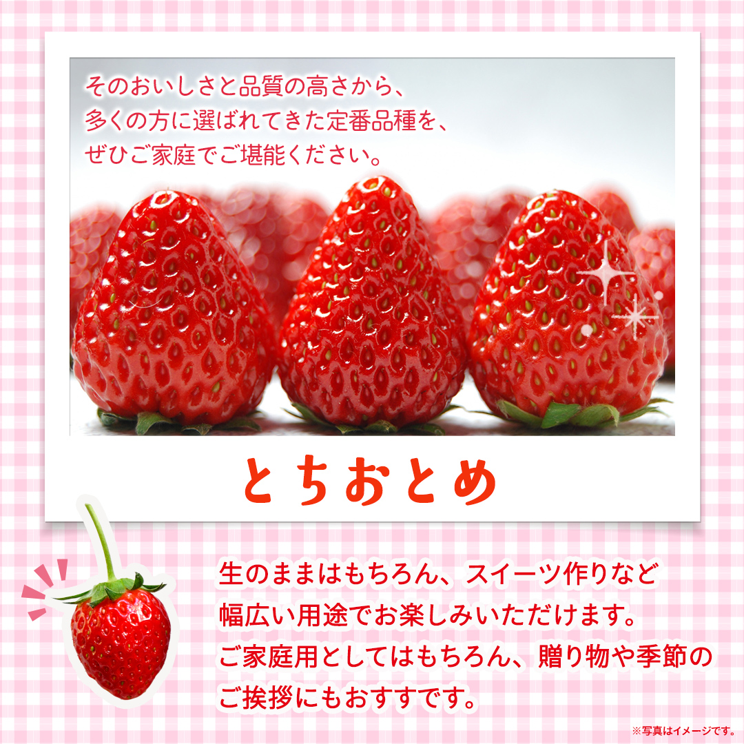 とちおとめ 約250g（15～18粒）×4パック【2026年12月から発送開始】（茨城県共通返礼品 [いちご]：城里町産） 茨城県 県産 人気 厳選 果物 くだもの 旬 旬の果物 旬のフルーツ ギフト