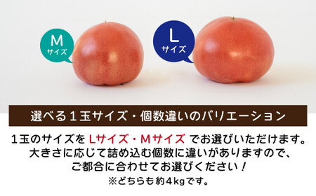 トマト 桃太郎はるか Mサイズ (約22～24個) 計約4kg | トマト 加藤義明とまと農園