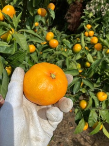 早生みかん 10kg ご家庭用 農園直送 先行予約 11月発送 愛媛 数量限定 愛媛県産 人気 柑橘 伊予市｜B255