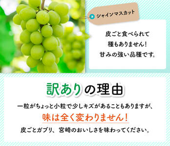 【令和７年産】【訳あり】宮崎県産　小粒なシャインマスカット1kg 【 ぶどう 果物 葡萄 フルーツ ブドウ デザート 川南町産 数量限定 期間限定 】