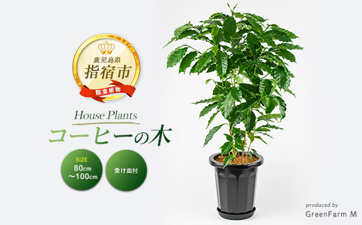 2026年3月上旬～発送【観葉植物】コーヒーの木 80cm～100cm (Green Farm M/IB075-029) 植物 鉢付 インテリア 室内 オフィス おしゃれ プレゼント ギフト 開店祝い 移転祝い マイナスイオン 指宿市 ※北海道・沖縄・離島配送不可