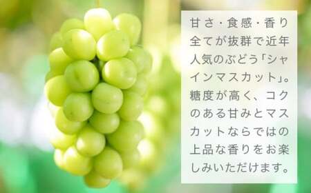シャインマスカット 約2kg 3～5房 ［おぶせファーマーズ］ 果物 フルーツ ぶどう 葡萄 数量限定 先行予約 長野 信州 令和7年産 【2025年9月上旬～11月上旬発送】