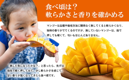【2026年発送】マンゴー家庭用　約１kg 期間限定 数量限定 先行予約 フルーツ 果物 南国 プレゼント お土産 おみやげ ギフト スイーツ 贈答 冷蔵 人気 おすすめ デザート 青果 おきなわ 季