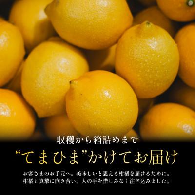 ふるさと納税 八幡浜市 【発送月固定定期便】皮ごと食べられる【愛媛レモン】防腐剤・ワックス不使用【G70-173】全4回 |  | 01