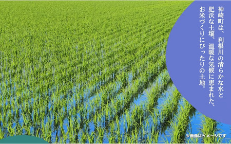 《先行予約・令和7年産新米》千葉県神崎町産ふさこがね5kg×2袋｜早場米産地の新米を食卓へ｜9月以降順次発送予定｜数量限定[025-a003]