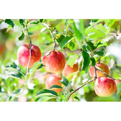 【青森市産】糖度12度以上保証!サンつがる贈答用約5kgりんご ※離島・沖縄は配送不可【配送不可地域：離島・沖縄】【1421948】