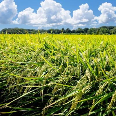 ふるさと納税 能代市 令和6年産 あきた栗山 大谷米あきたこまち 1.8kg オータニファーム[No.5335-0379] |  | 02