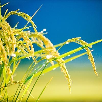 ふるさと納税 川場村 【令和7年度産】 雪ほたか2kg 【川場村産こしひかり】 |  | 02