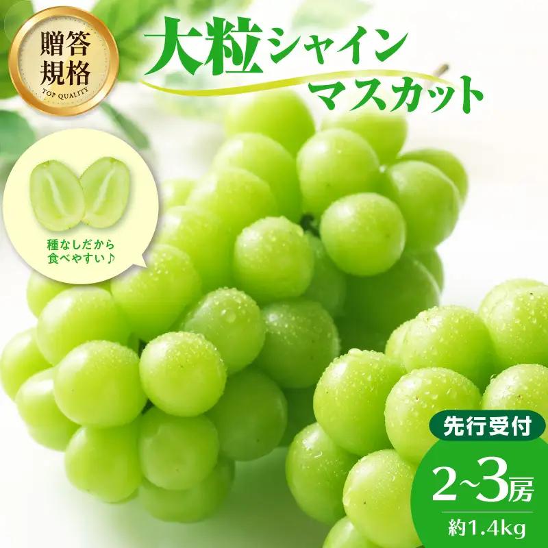 《先行受付》贈答規格シャインマスカット 約1.4kg（2～3房）【2026年9月中旬頃～順次発送予定】【山形ぶどう・大江町産・小林葡萄園】 024-003