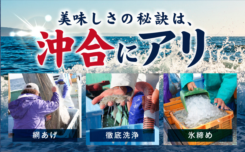 【スピード発送】新物！泉州生しらす「煌（きらめき）」300g【小分け 100g×3P 漁師直送 シラス 国産 無添加 産地直送 sirasu 海鮮 しらす 鰯 イワシ いわし】 G4023_イメージ3