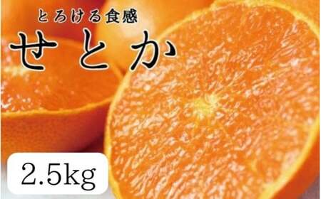 とろける食感 ジューシー柑橘 せとか 2.5kg / みかん 柑橘 オレンジ 果物 フルーツ 和歌山 ※2027年1月下旬頃〜2月上旬頃に順次発送予定 ※離島への配送不可 【uot789A】