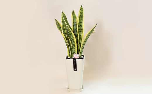 観葉植物 サンスベリア 6号 カラーポット 白 約65～75cm