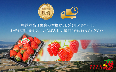 ≪先行予約！≫ 章姫 訳ありいちご 計1kg ( 約250g × 4 ) いちご イチゴ 苺 豊橋 規格外