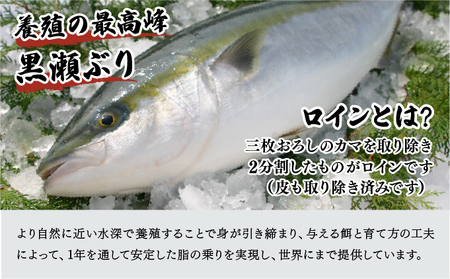 KU281-1-2509 ＜2025年9月発送分＞活じめ！黒瀬ぶりの生鮮ブリロイン（400g前後）
