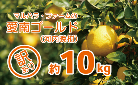 【 順次発送中】 マルハラファーム 訳あり 河内晩柑 10kg  事前 予約 受付 みかん かわちばんかん 愛南ゴールド 文旦 グレープフルーツ 和製 10000円 家庭用 おいしい 糖度 愛媛 産地直送 国産 農家直送 果樹園 期間限定 数量限定 特産品 ジュース 人気 限定 愛南 愛媛県 新鮮 果実 さわやか 風味 甘い フルーツ 果物 柑橘 マルハラファーム