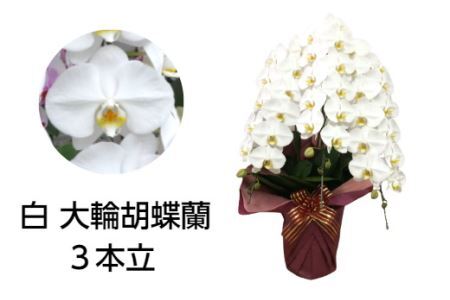 99 胡蝶蘭　3本立(B99-2)