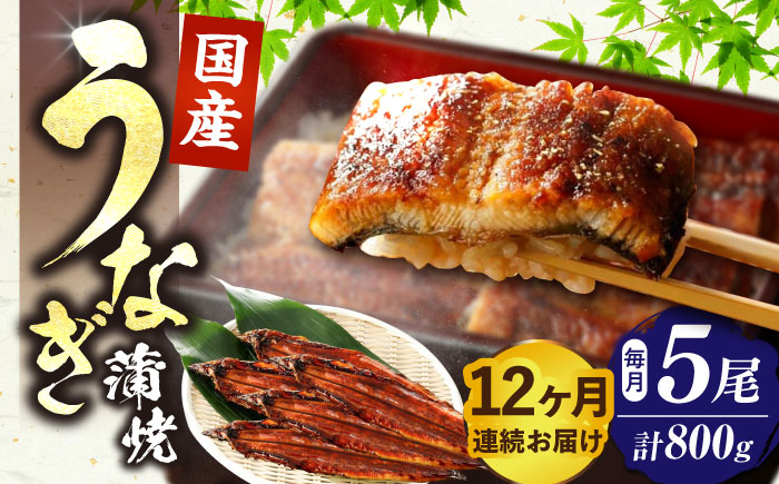 【全12回定期便】福岡県産 うなぎ 蒲焼 大5尾　合計 800 g（1尾あたり 160g以上）《豊前市》【福岡養鰻】 国産 うなぎ 大 [VAD019]