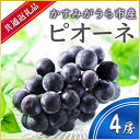 【ふるさと納税】【2024年9月より順次発送予定】ピオーネ　4房(県内共通返礼品:かすみがうら市産)【配送不可地域：離島・沖縄県】【1401741】