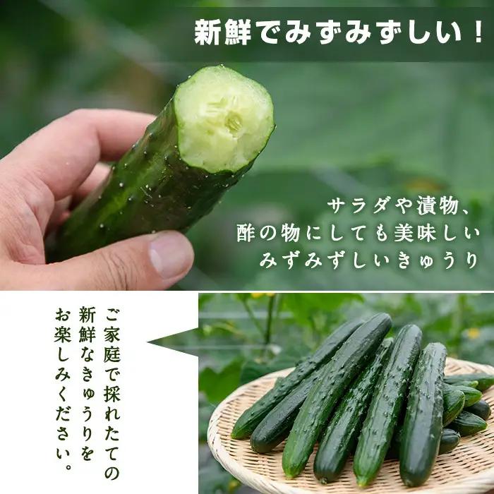 宮崎県産きゅうり(5kg)野菜 冷蔵 【NS-1】【中澤農園】