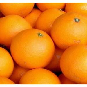 清見オレンジ 約4.5kg 湯浅町田村産 春みかん(果実サイズおまかせ)【1242244】