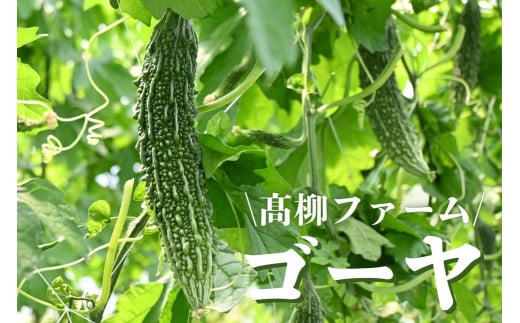 髙柳ファーム　ゴーヤ