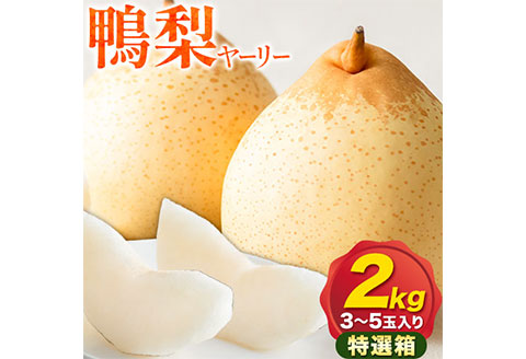 梨 なし 鴨梨 ヤーリー 特選箱 2kg (3～5玉入り) 石原果樹園 《2024年11月下旬-12月中旬頃より発送予定》岡山県 浅口市 果物 フルーツ お取り寄せ お取り寄せフルーツ 送料無料