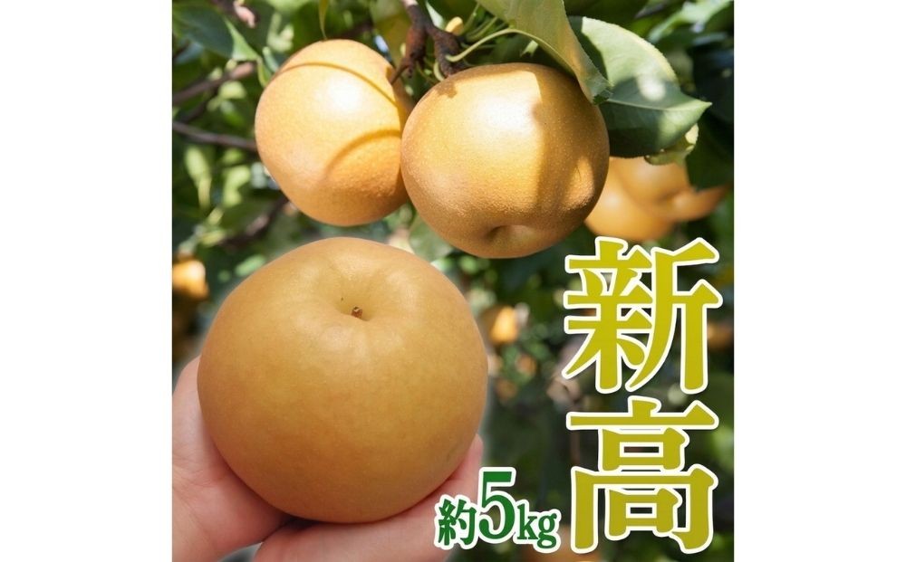 
                  茨城県産【新高梨】約5kg【土浦市産】※2026年10月～発送
                