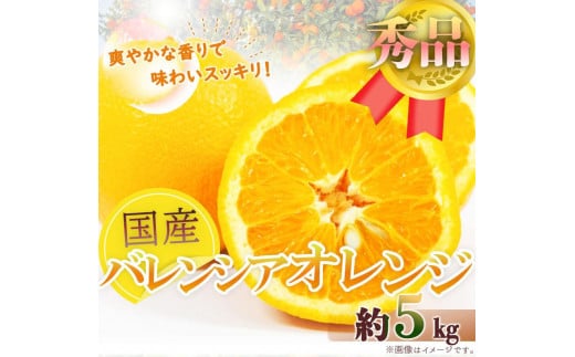 
            秀品 希少な国産バレンシアオレンジ 5kg［2026年6月下旬頃～2026年7月上旬頃に順次発送］［UT76］
          