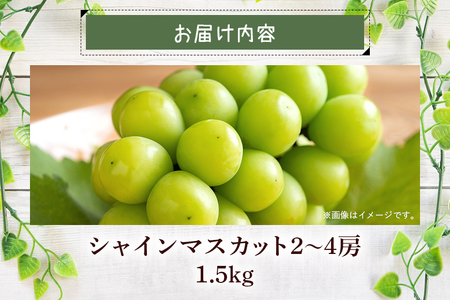 【 2026年 先行予約 】 シャインマスカット1.5kg 石田ぶどう園 2房 ～ 4房 種なし ぶどう ブドウ 国産 果物 くだもの 大粒 葡萄 種無し フルーツ 1.5キロ 9月 10月 発送 秋