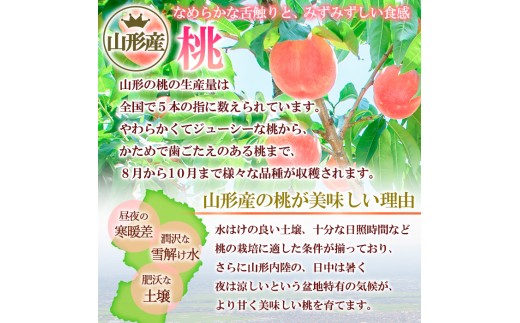 山形県産 川中島白桃 3kg FY26-074