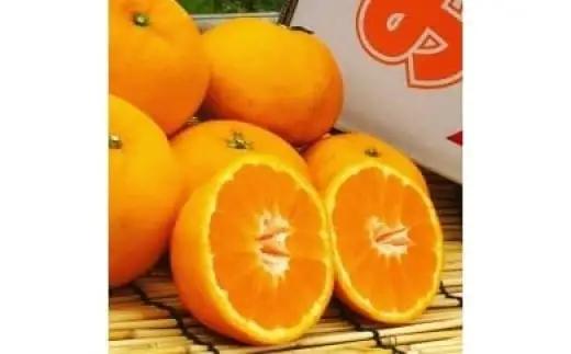 山本農園のはれひめ 4.5kg S～2Lミックス 4.5kg 希少 はれひめ ミカン 蜜柑 みかん オレンジ おれんじ フルーツ くだもの 果物 太良町 国産 贈答 贈答用 贈答品 N113x1 【2