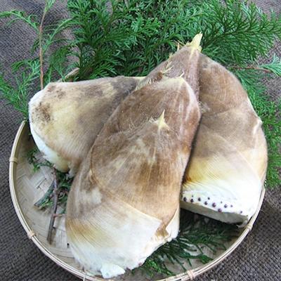 ふるさと納税 和歌山市 和歌山産 朝堀り 筍 4kg (ぬか付き)