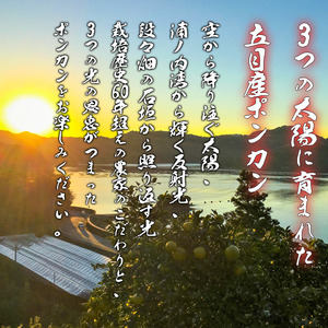 早期予約1月より発送ポンカン贈答用5kgポンカンポンカンポンカン