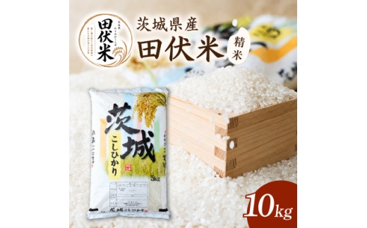 令和8年産 新米 田伏米のコシヒカリ 精米 10kg(1袋) | こしひかり お米 かすみがうら市【1778893】
